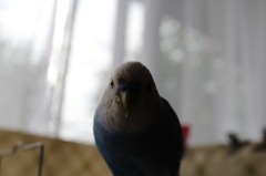 トットちゃん