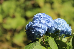 紫陽花