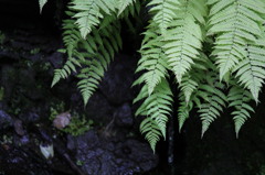 草