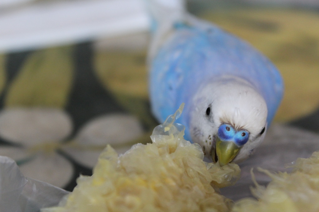 とうきびをかじるインコ