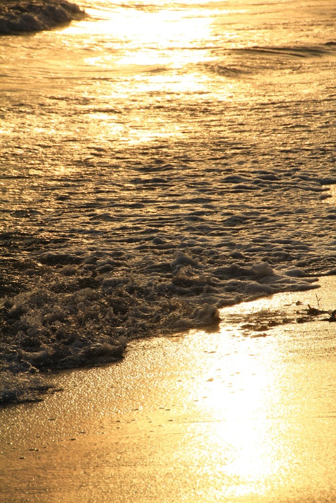 夕日に照らされて