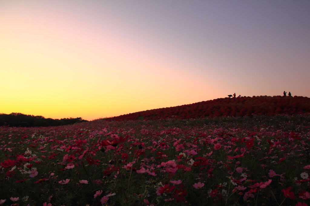 夕刻のコスモスとコキア