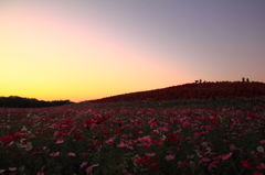 夕刻のコスモスとコキア