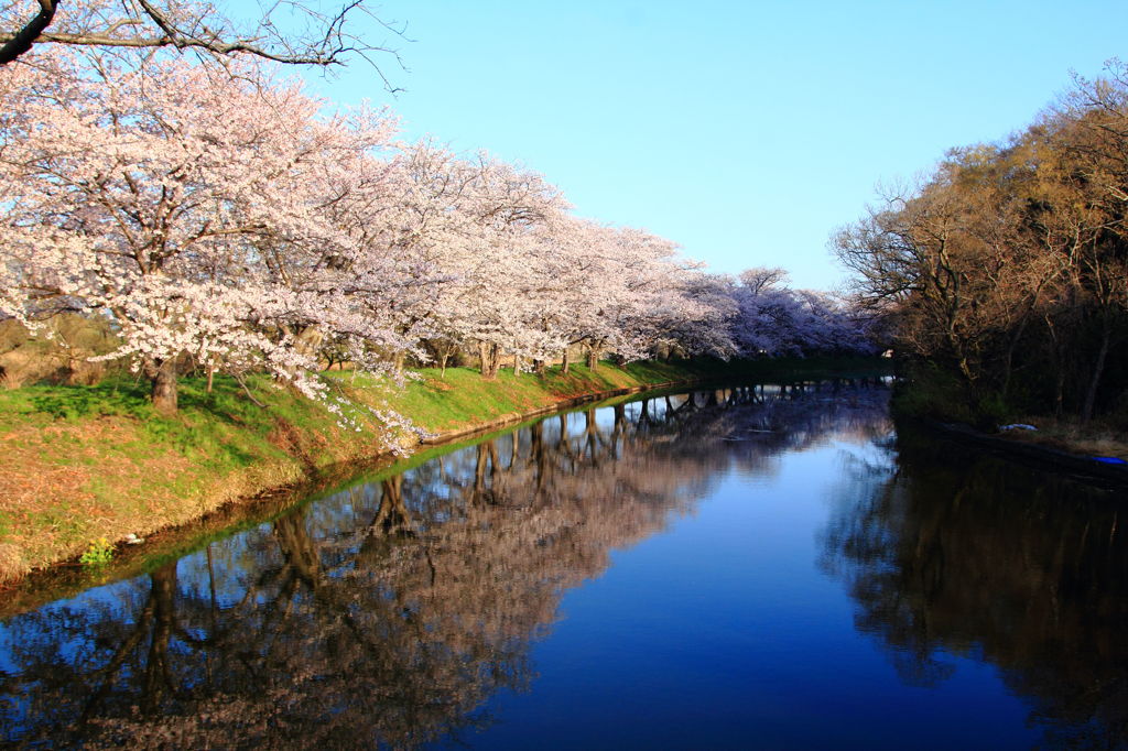 小貝川の桜２