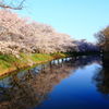 小貝川の桜２