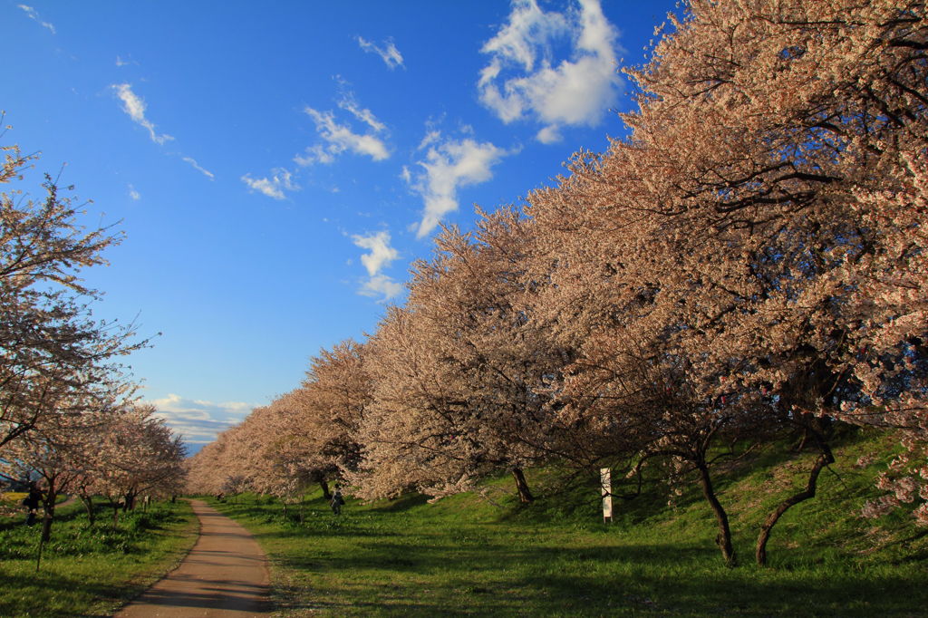 桜 道