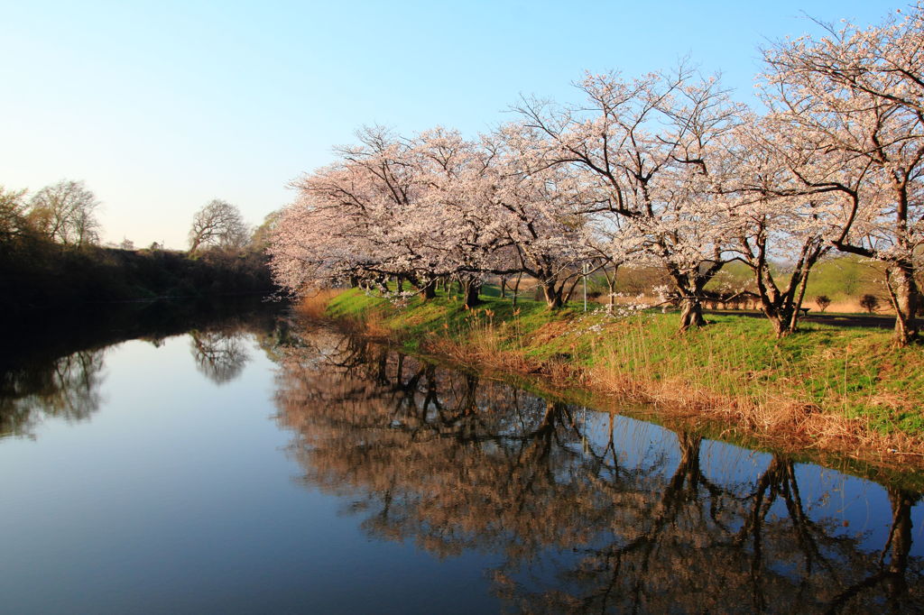 小貝川の桜３