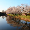 小貝川の桜３