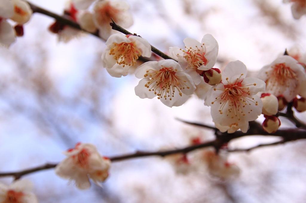 梅の花