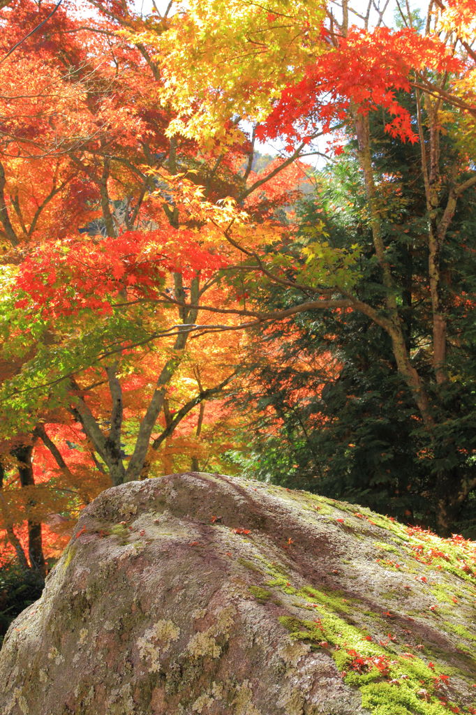 岩屋堂の紅葉