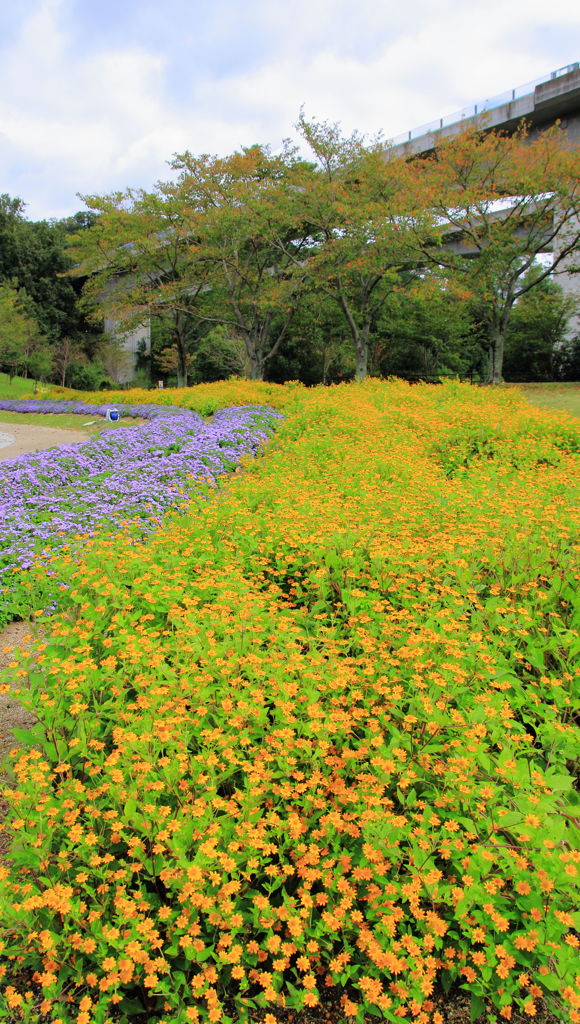 お花畑と秋空