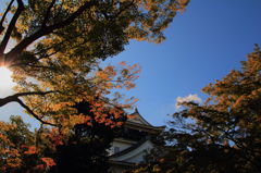木々の向こうに