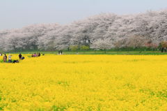 権現堂桜堤