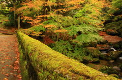 大瀧渓谷の秋