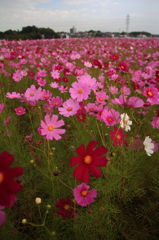 いちめん秋桜