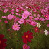 いちめん秋桜