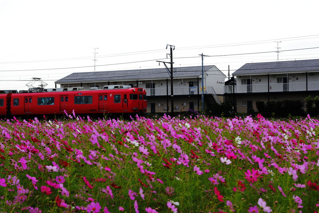 電車とコスモス