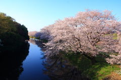 小貝川の桜4