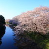 小貝川の桜4