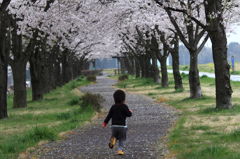 桜道