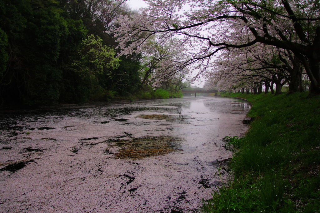 桜散る