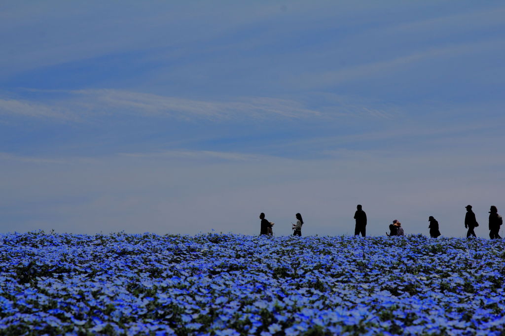 蒼の丘