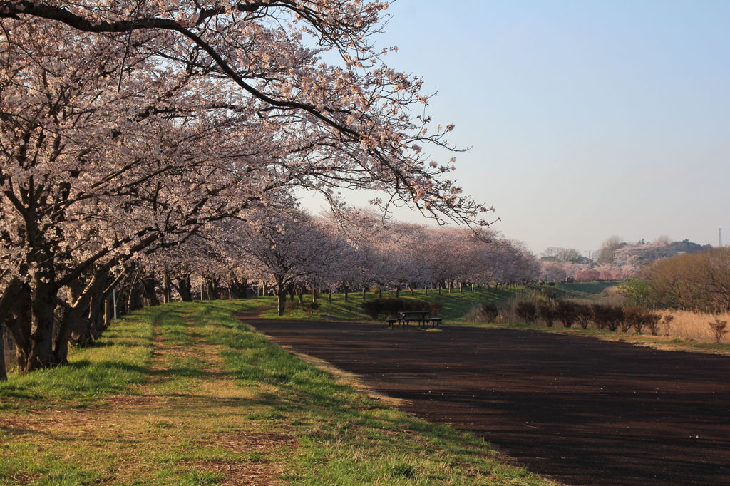 小貝川の桜１