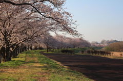 小貝川の桜１