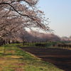 小貝川の桜１