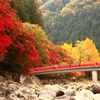 秋色の待月橋