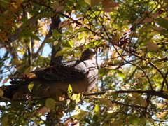 紅葉を愛でる鳩