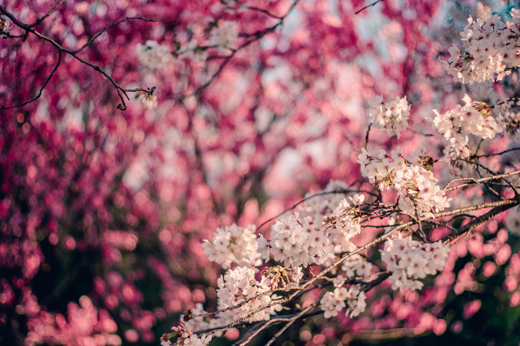 春の桜華