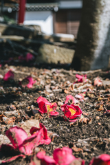 季節のうつろい