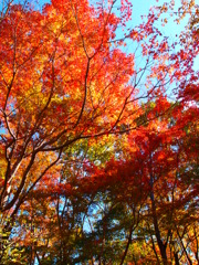 ポップカラーと紅葉は相性が良いな！