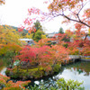 永観堂禅林寺の紅葉