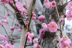 花ぞむかしの香ににほいける