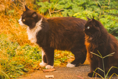 黄昏に染まる街