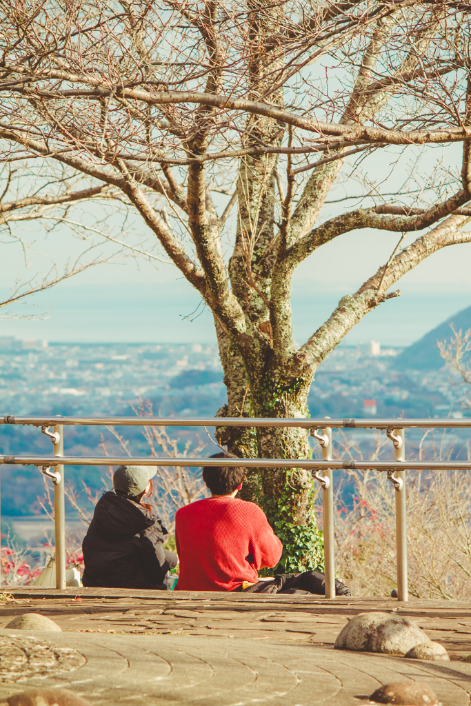 桜の季節を思い馳せ