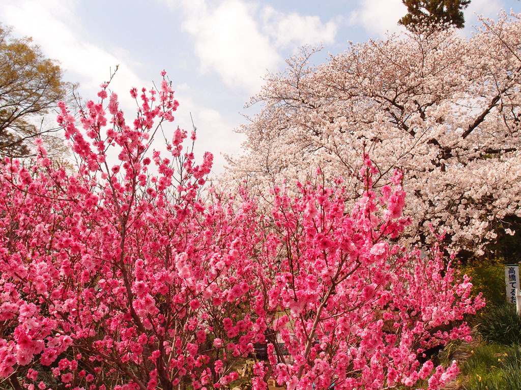 桜色　桃色重ね　青い空