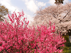 桜色　桃色重ね　青い空