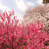 桜色　桃色重ね　青い空