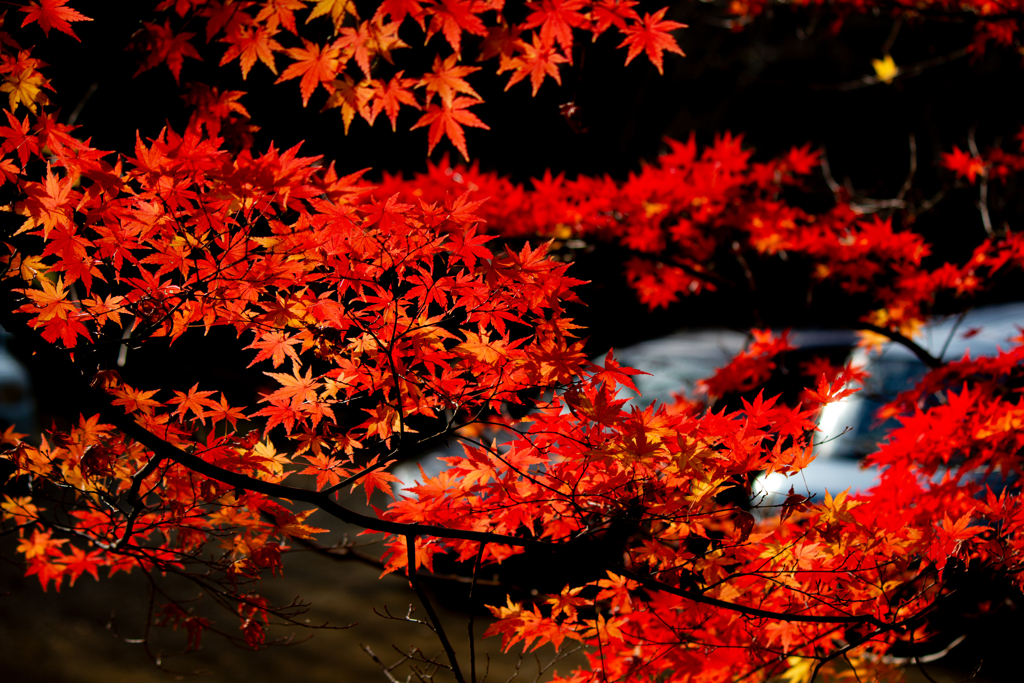 やっと朱さす師走の楓