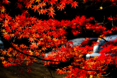 やっと朱さす師走の楓