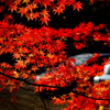 やっと朱さす師走の楓
