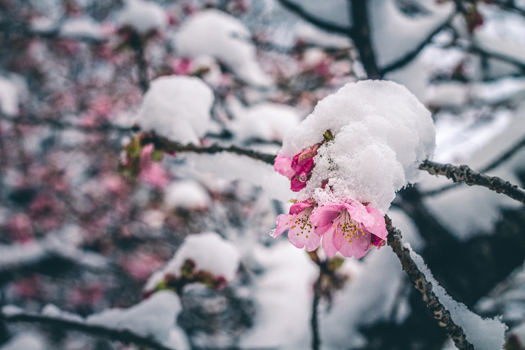 河津桜の誤算