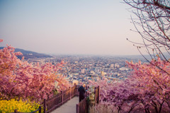 桜の丘から臨む街
