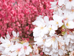 美白桜