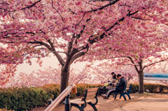 桜の木の下