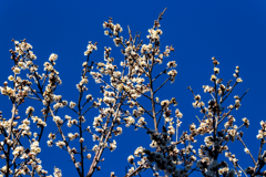 日本晴れに白梅