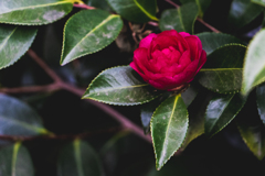 サザンカローズ